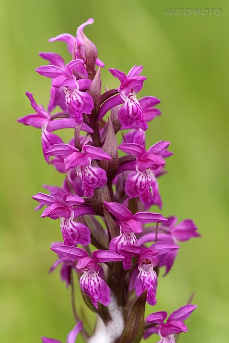 Prstnatec májový (Dactylorhiza majalis)7 - Blatno