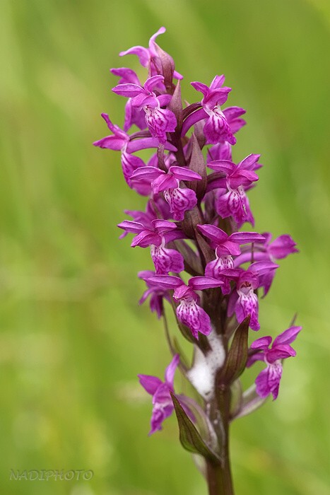 Prstnatec májový (Dactylorhiza majalis)6 - Blatno