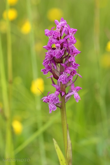 Prstnatec májový (Dactylorhiza majalis)4 - Blatno