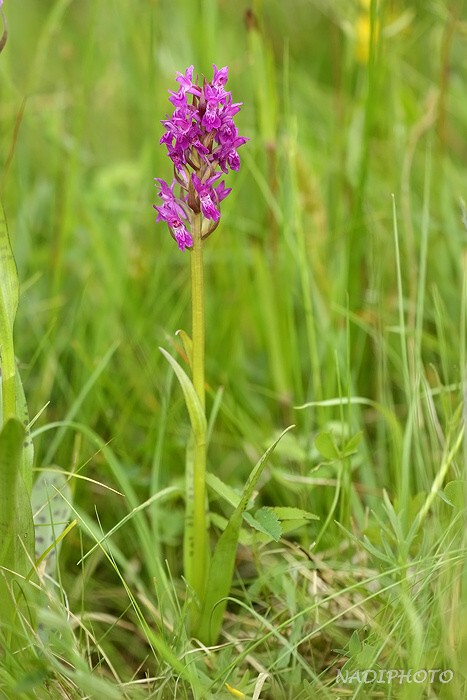 Prstnatec májový (Dactylorhiza majalis)3 - Blatno