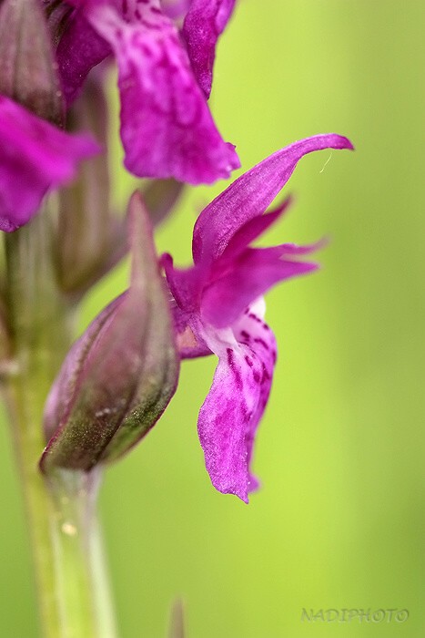 Prstnatec májový (Dactylorhiza majalis)2 - Blatno