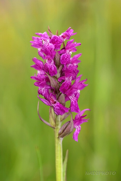 Prstnatec májový (Dactylorhiza majalis)1 - Blatno