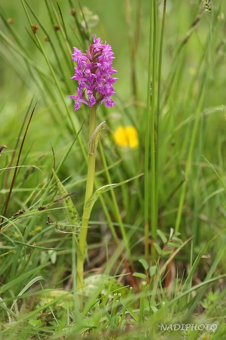 Prstnatec májový (Dactylorhiza majalis) - Blatno