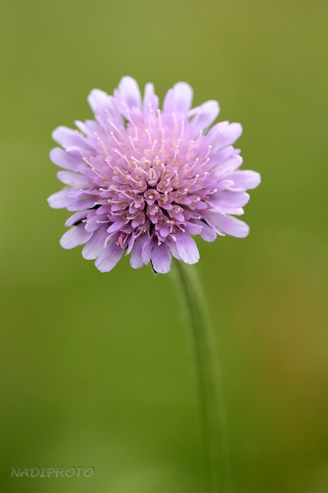 Chrastavec rolní (Knautia arvensis)2