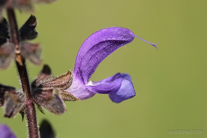 Šalvěj luční (Salvia pratensis)1 NPR Úhošť