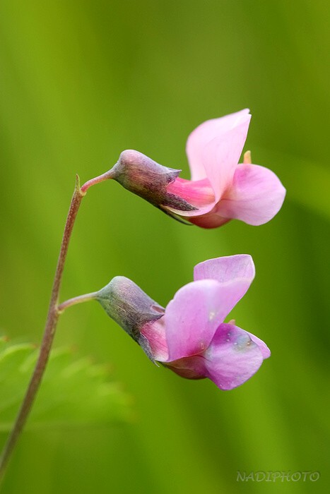 Hrachor lesní (Lathyrus sylvestris)