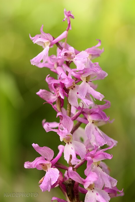 Vstavač mužský (Orchis mascula)23 - NPR Úhošt