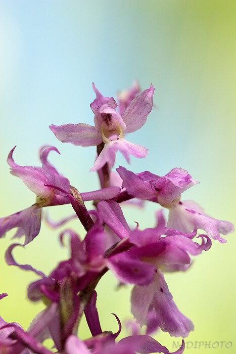 Vstavač mužský (Orchis mascula)20 - NPR Úhošt