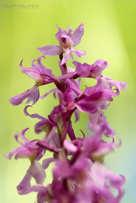 Vstavač mužský (Orchis mascula)19 - NPR Úhošt