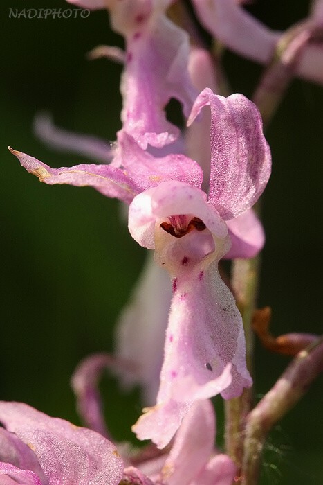 Vstavač mužský (Orchis mascula)15 - NPR Úhošt