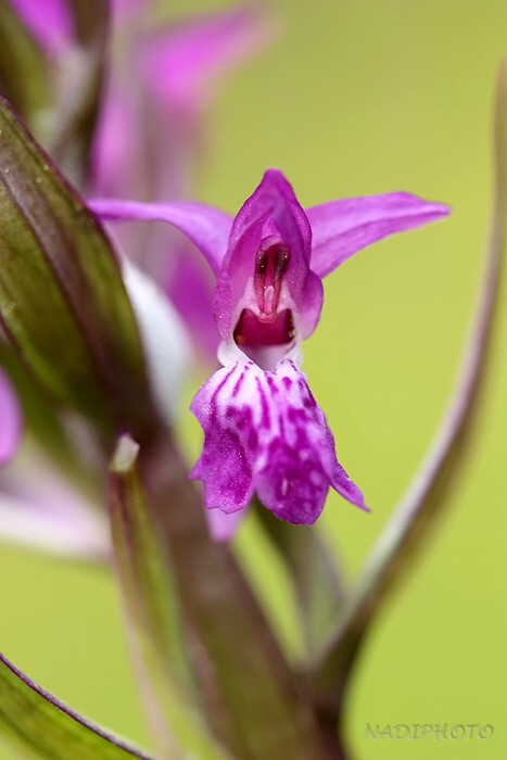 Prstnatec májový (Dactylorhiza majalis)15 - Blatno