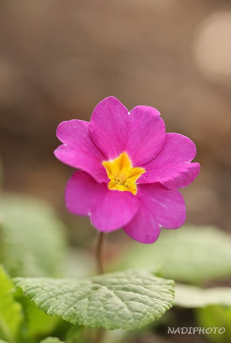 Prvosenka bezlodyžná (Primula vulgaris)