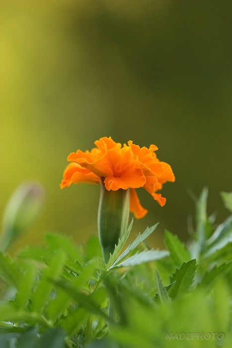 Aksamitník rozkladitý (afrikán rozkladitý) (Tagetes patula)