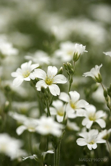 Rožec plstnatý (Cerastium tomentosum) 2