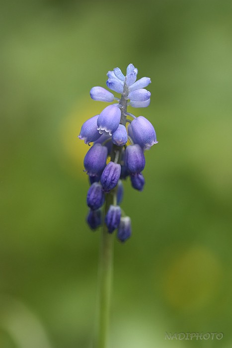 Modřenec hroznatý (Muscari neglectum) 