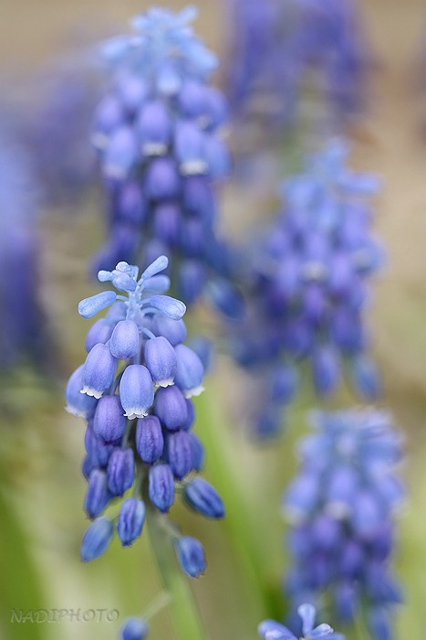 Modřenec hroznatý (Muscari neglectum)1