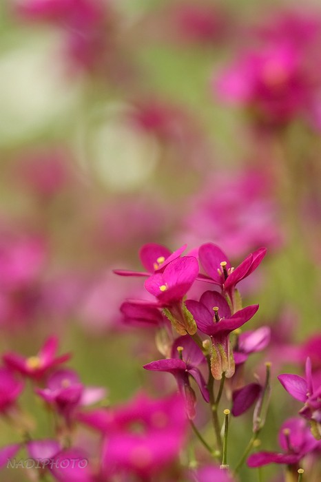 Huseník kavkazský (Arabis caucasica) 1