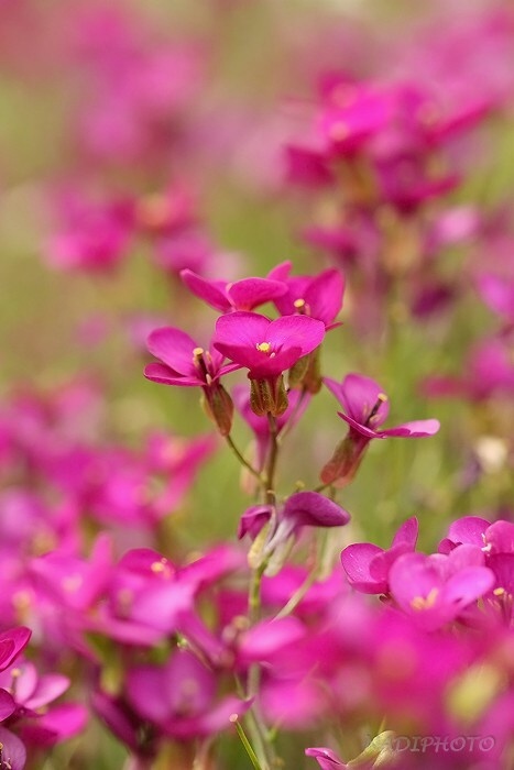 Huseník kavkazský (Arabis caucasica)