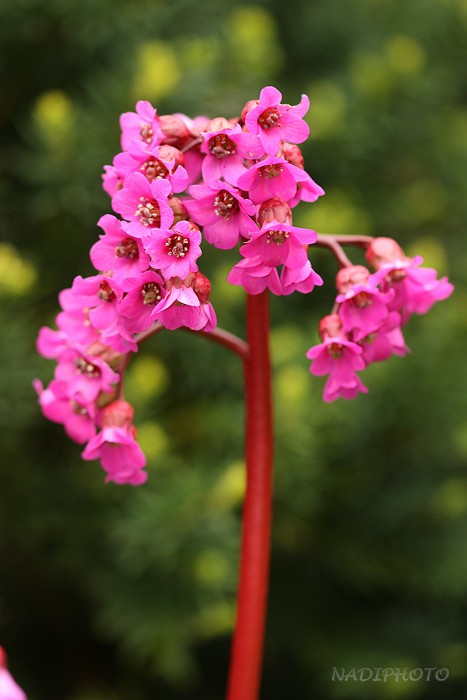 Bergenie (Bergenia) sp.