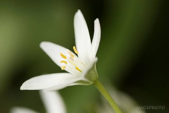 Snědek přímolistý, Snědek Kochův, Bledovka Kochova (Ornithogalum kochii)1