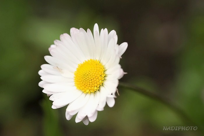 Sedmikráska obecná (chudobka) (Bellis perennis)