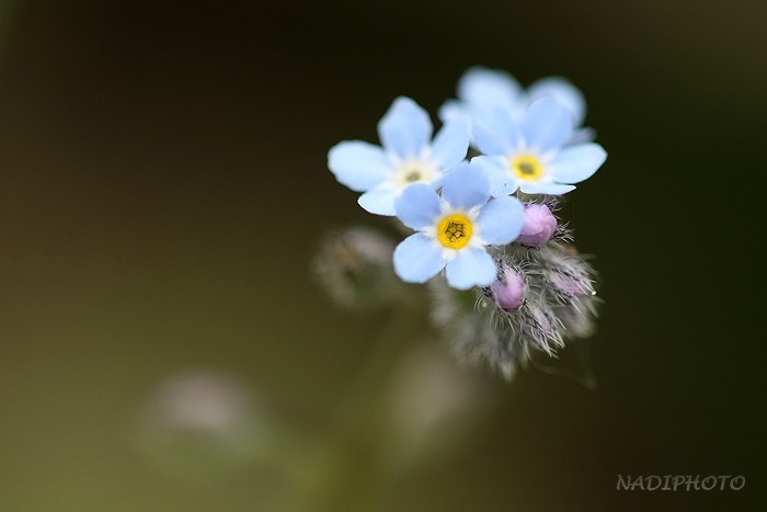 Pomněnka drobnokvětá (Myosotis stricta)