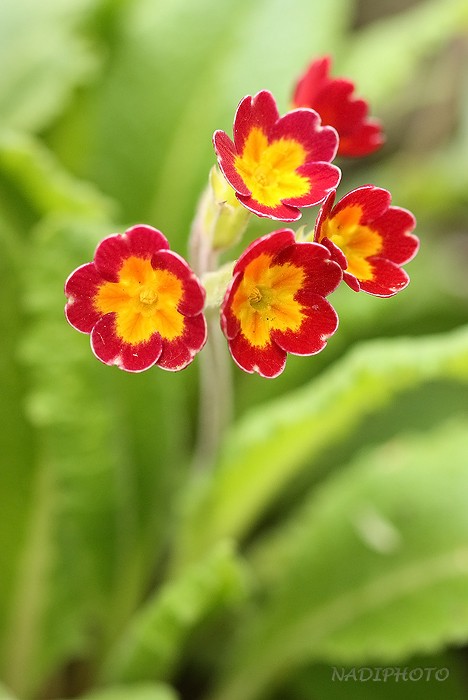 Prvosenka (Primula) sp.