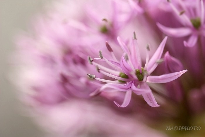 Česnek (Allium) sp.1