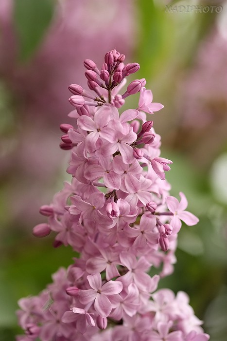 Šeřík obecný (Syringa vulgaris)