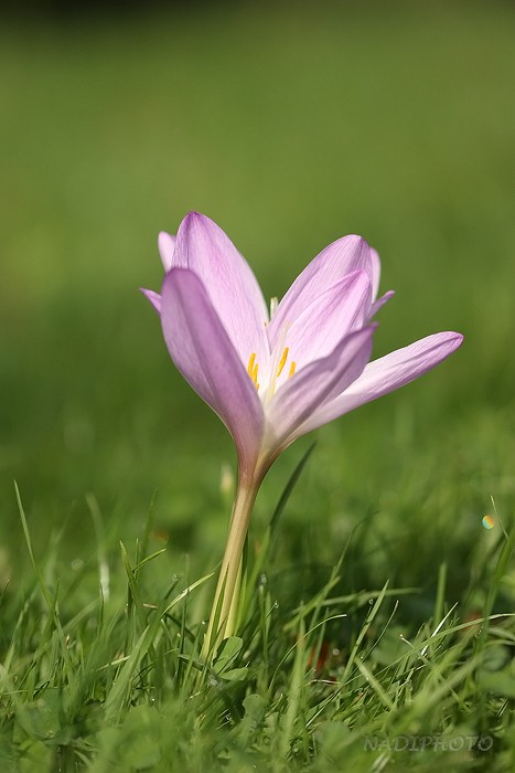 Krokus sp. - Jezeří 2