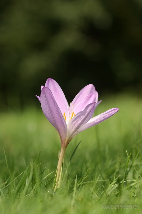 Krokus sp. - Jezeří 1