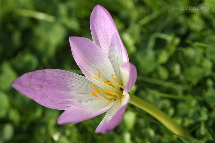 Krokus sp. - Jezeří