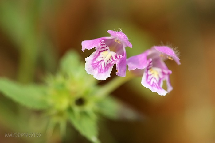 Konopice pýřitá (Galeopsis pubescens) - Jezeří 1