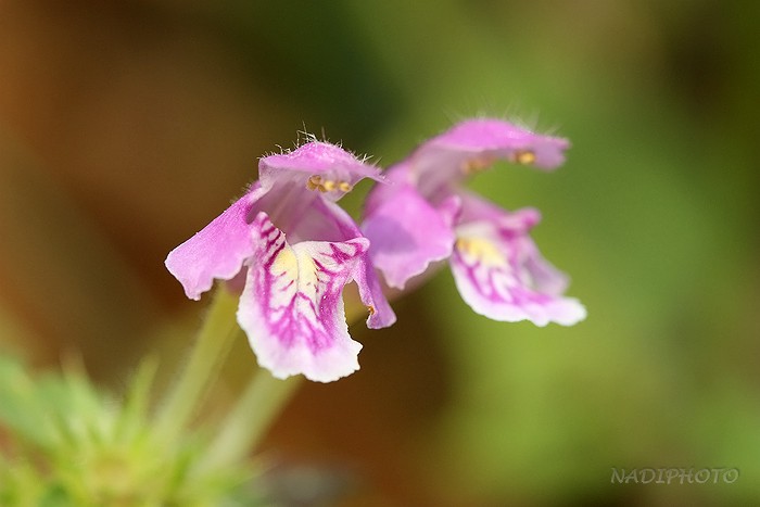 Konopice pýřitá (Galeopsis pubescens) - Jezeří