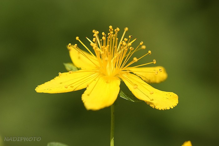 Třezalka tečkovaná (Hypericum perforatum) - Jezeří