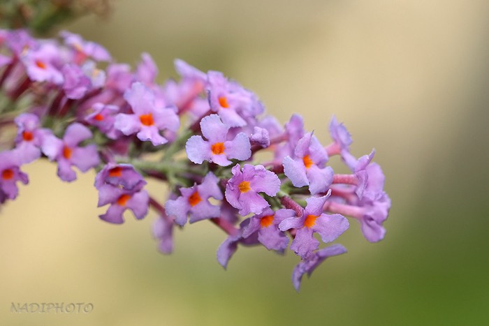 Komule Davidova (budleja Davidova, himálajský šeřík, letní šeřík, motýlí keř) (Buddleja davidii) - Jezeří 1