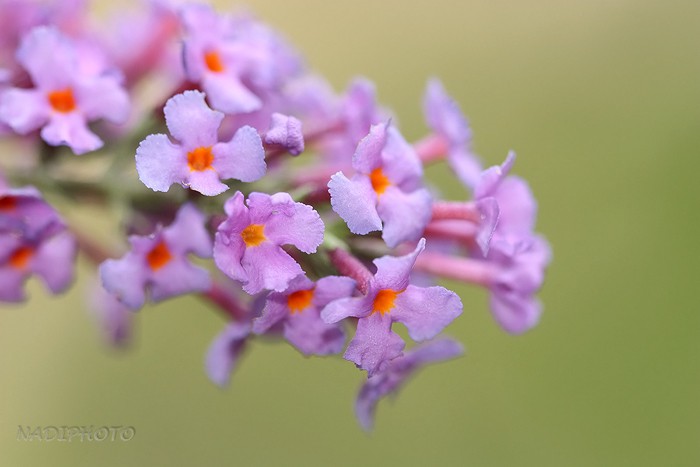 Komule Davidova (budleja Davidova, himálajský šeřík, letní šeřík, motýlí keř) (Buddleja davidii) - Jezeří