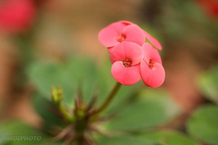 Pryšec zářivý (Euphorbia Milli)