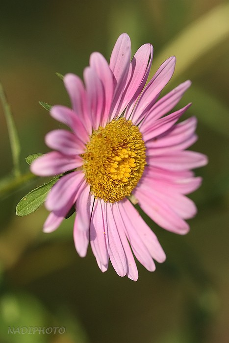 Kopretina růžová (Chrysanthemum roseum)3