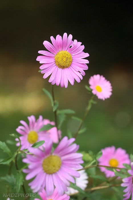 Kopretina růžová (Chrysanthemum roseum)1