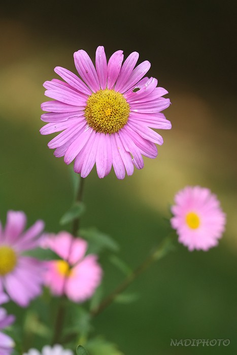 Kopretina růžová (Chrysanthemum roseum)