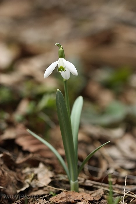 Sněženka podsněžník (Galanthus nivalis)2 - Bezručovo údolí