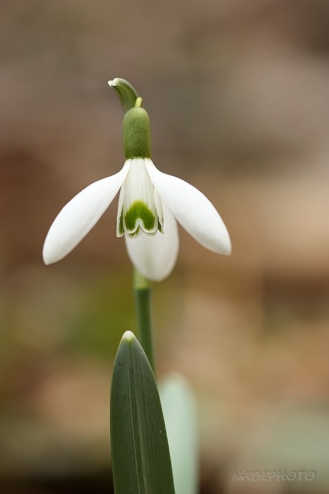 Sněženka podsněžník (Galanthus nivalis) - Bezručovo údolí