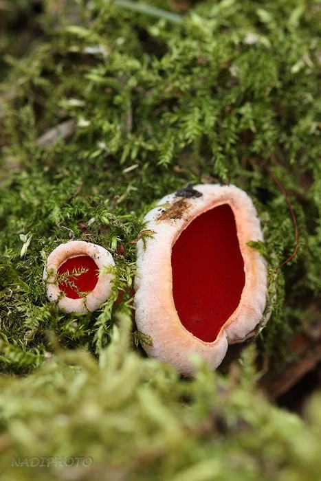 Ohnivec rakouský (sarcoscypha austriaca)7 - Bezručovo údolí