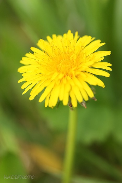 Smetanka lékařská (Taraxacum officinale) 