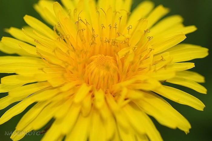 Smetanka lékařská (Taraxacum officinale) 2