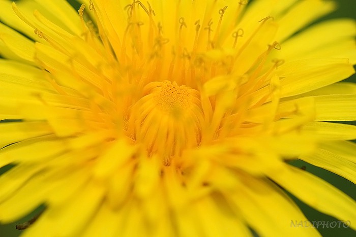 Smetanka lékařská (Taraxacum officinale) 3