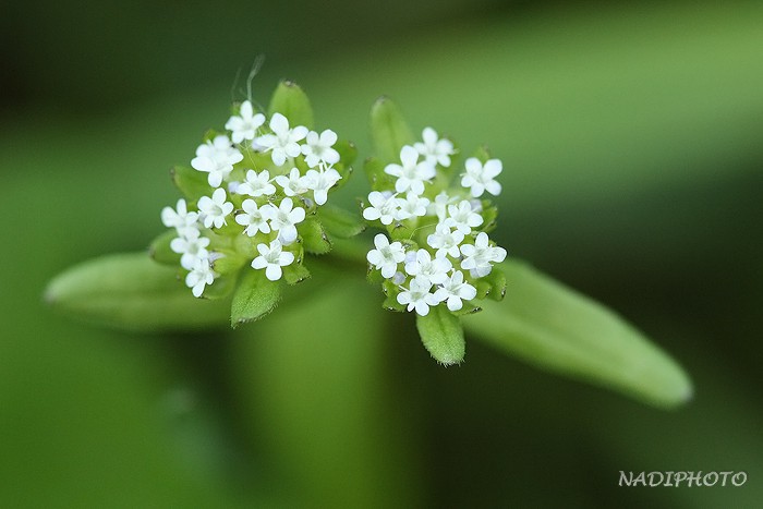 Kozlíček polníček (Valerianella locusta)1