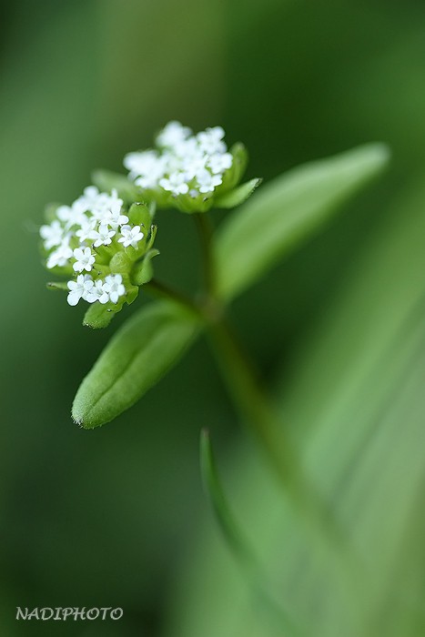 Kozlíček polníček (Valerianella locusta)2