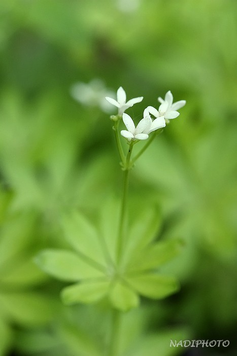 Mařinka vonná (Galium odoratum)2 - Vysoká Pec